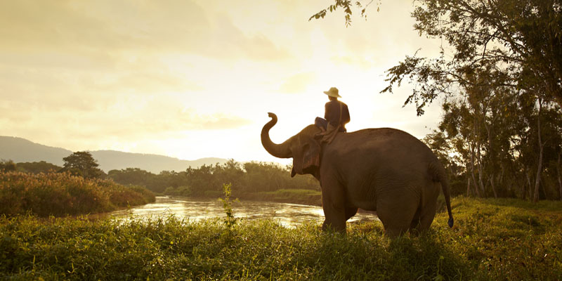 Elephant Discovery Experience