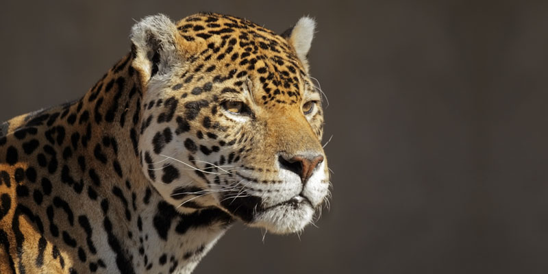 Africa Wildlife Experience
