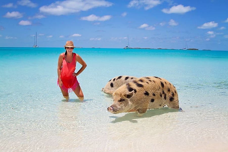 Bahamas Pigs