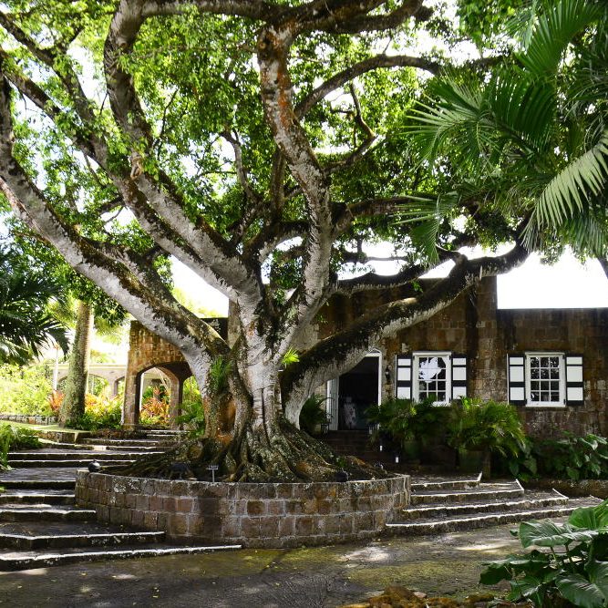 Montpellier Plantation Nevis